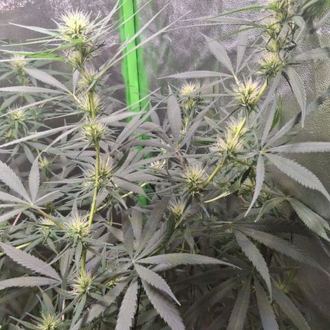 MarijuNeusa (Prenseed) growlog timeline photo
