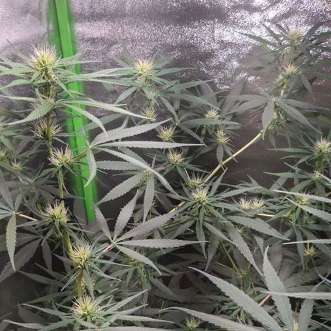MarijuNeusa (Prenseed) growlog timeline photo