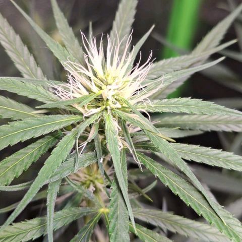 MarijuNeusa (Prenseed) growlog timeline photo