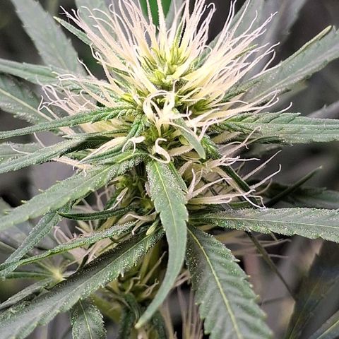 MarijuNeusa (Prenseed) growlog timeline photo
