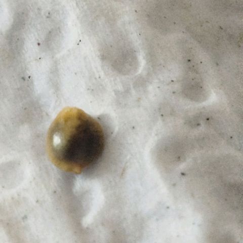 Ripper Haze growlog photo: Semente ainda não abriu, passado pro papel toalha úmido e feito a casinha no pote.