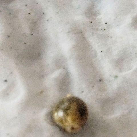 Ripper Haze growlog photo: Semente ainda não abriu, passado pro papel toalha úmido e feito a casinha no pote.