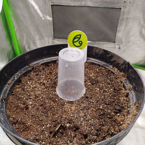 Ripper Haze growlog photo: Saiu da casacaaa