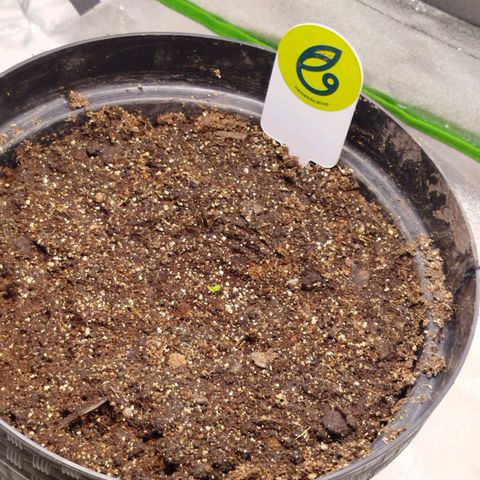 Ripper Haze growlog timeline photo