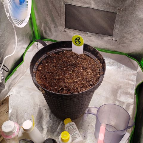 Ripper Haze growlog photo: Primeira rega com fertilizante 600 ppm e ph da água 6.0