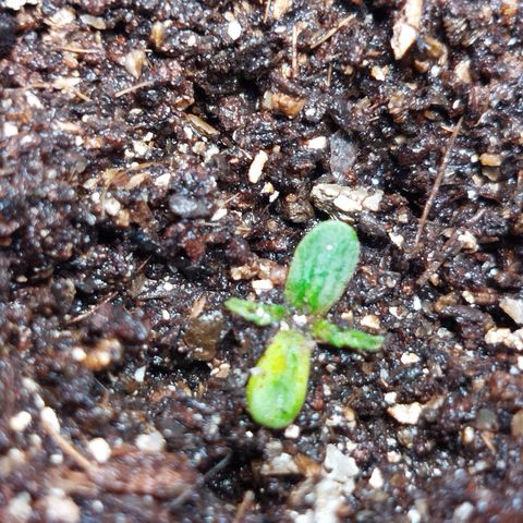 Ripper Haze growlog photo: Segunda rega com fertilizante 