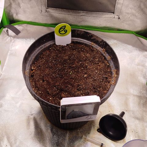 Ripper Haze growlog photo: Segunda rega com fertilizante 