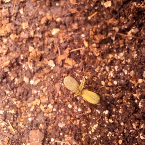 Ripper Haze growlog photo: Segunda rega com fertilizante 