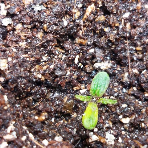 Ripper Haze growlog photo: Segunda rega com fertilizante 