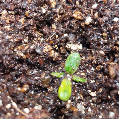Ripper Haze growlog photo: Segunda rega com fertilizante 