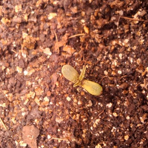Ripper Haze growlog photo: Segunda rega com fertilizante 