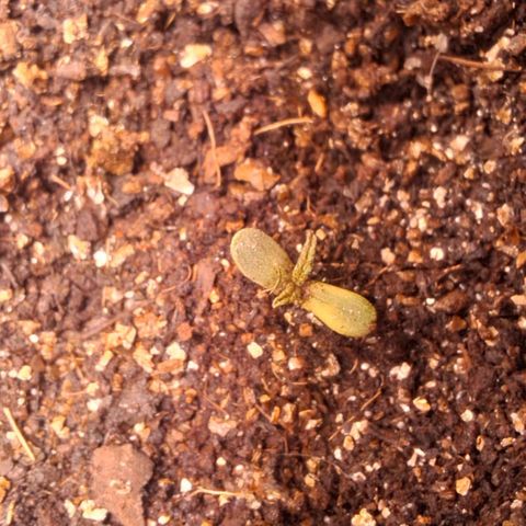 Ripper Haze growlog photo: Segunda rega com fertilizante 