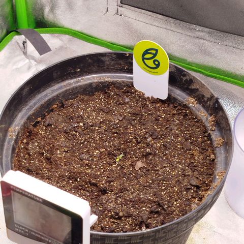 Ripper Haze growlog timeline photo