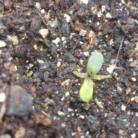 Ripper Haze growlog photo: Cometi erros no início, plantinha sofrendo e travada, irei diminuir a rega e não fertilizar até ter 3 a 4 nós 
