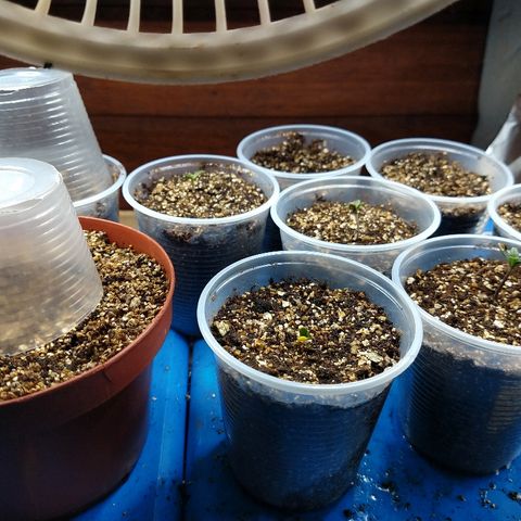 Colom 01 growlog photo: Seleção da melhores