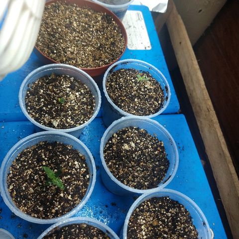 Colom 01 growlog timeline photo