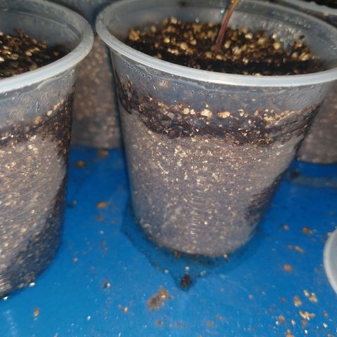 Colom 01 growlog photo: Enraizamento nervoso!!