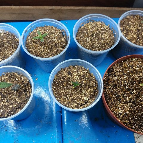 Colom 01 growlog photo: Geral on