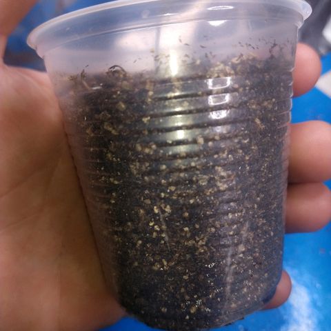 Colom 01 growlog photo: Enraizamento brabo
