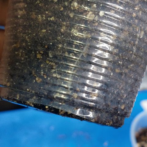 Colom 01 growlog photo: Chega sai do copo as raiz