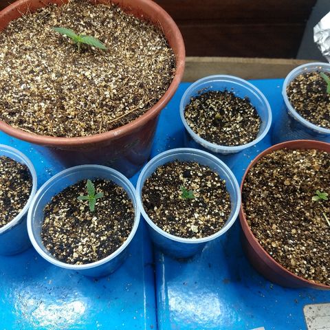 Colom 01 growlog photo: Um Colômbia transplantada