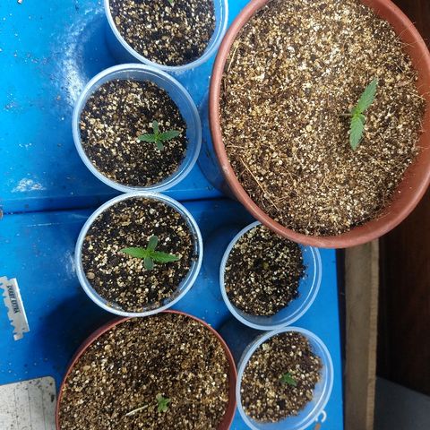 Colom 01 growlog photo: 1 transplante