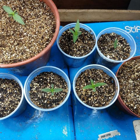 Colom 01 growlog photo: Tudo fluindo....