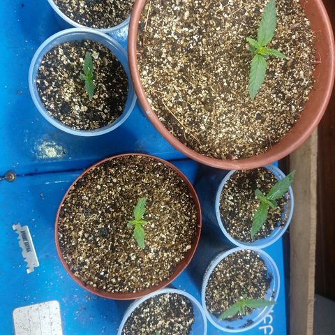 Colom 01 growlog photo: Evoluindo