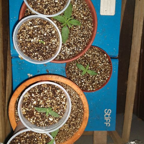 Colom 01 growlog photo: Configuração