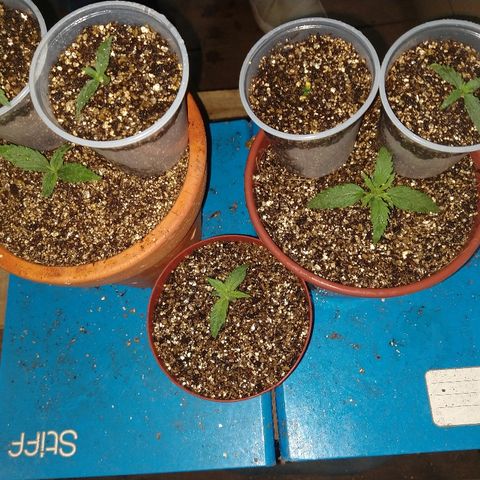 Colom 01 growlog photo: Configuração pra teste