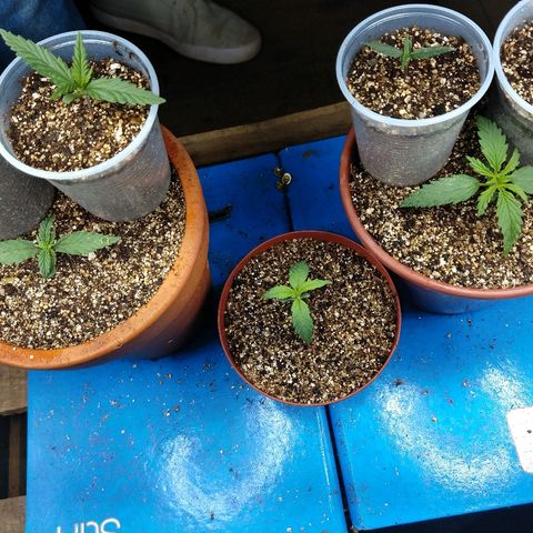 Colom 01 growlog photo: Desenvolvendo bem.