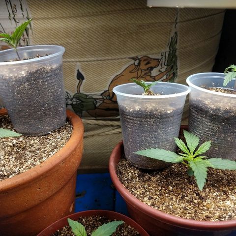 Colom 01 growlog photo: Tudo certo...