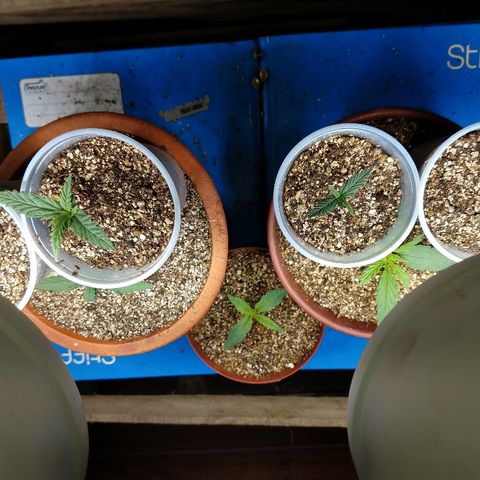 Colom 01 growlog photo: Segue...