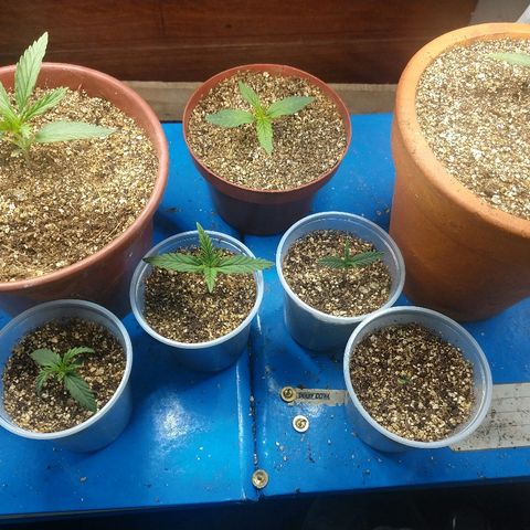 Colom 01 growlog photo: Primeira rega com mineral flowermind.