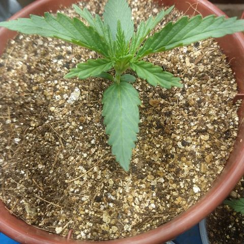 Colom 01 growlog photo: Mais desenvolvida