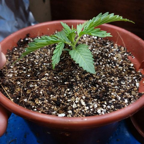 Colom 01 growlog timeline photo
