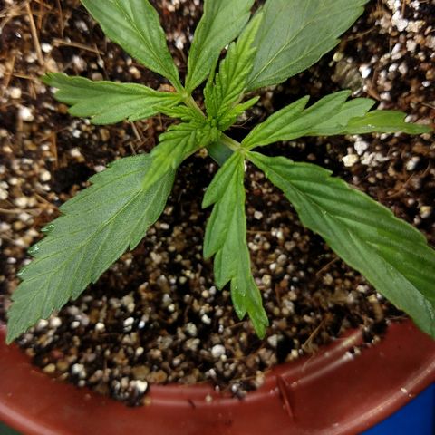 Colom 01 growlog timeline photo