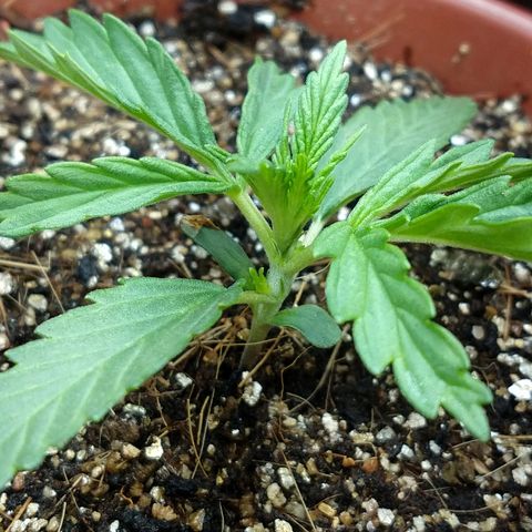 Colom 01 growlog timeline photo