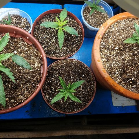 Colom 01 growlog timeline photo