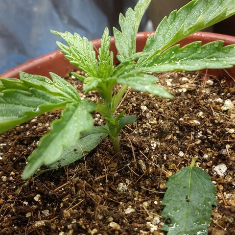 Colom 01 growlog photo: Leve defolição prematura.