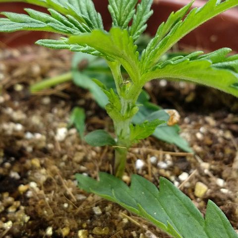 Colom 01 growlog photo: Poda top e defolição.