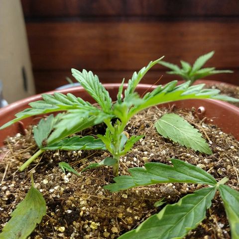Colom 01 growlog timeline photo