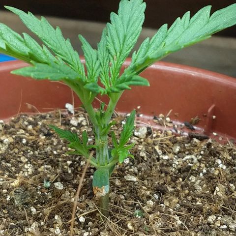 Colom 01 growlog timeline photo