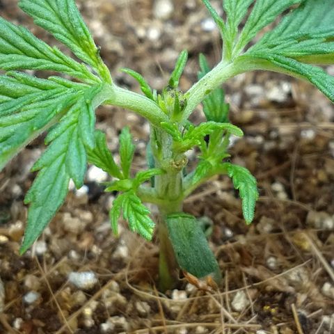 Colom 01 growlog photo: Novos galhos evoluindo para o projeto asterisco.
