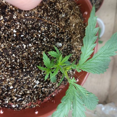 Colom 01 growlog timeline photo