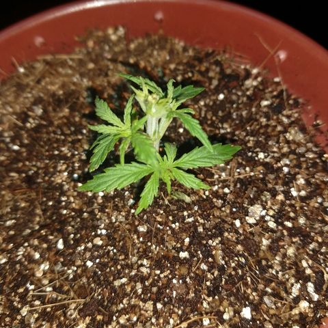 Colom 01 growlog photo: Defolição
