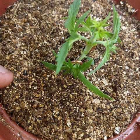 Colom 01 growlog photo: Amarrada