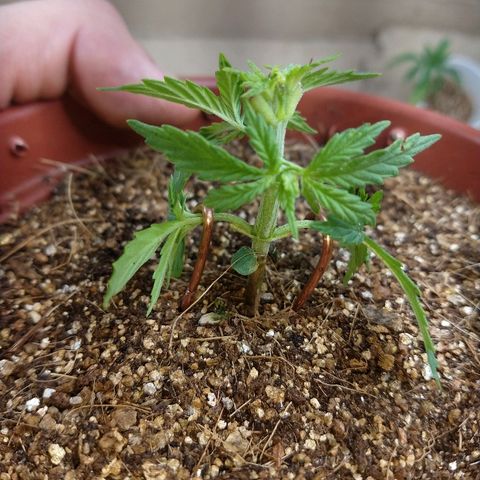 Colom 01 growlog photo: Amarras