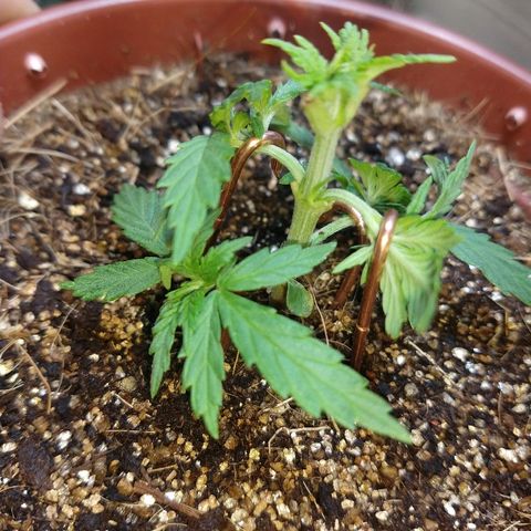 Colom 01 growlog photo: 4/6 amarras