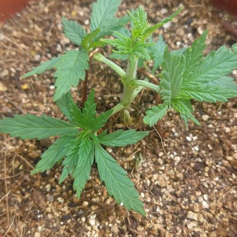 Colom 01 growlog photo: Asterisco